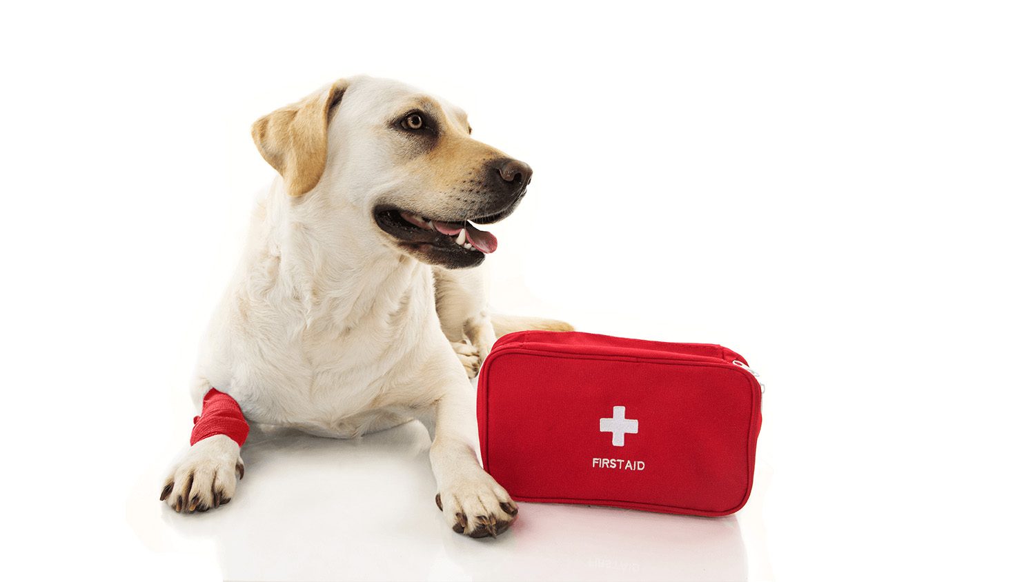Pet First Aid / CPR